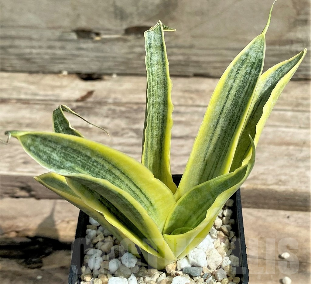 SHPR26310 Sansevieria 'Siam Gold' - immagine 3