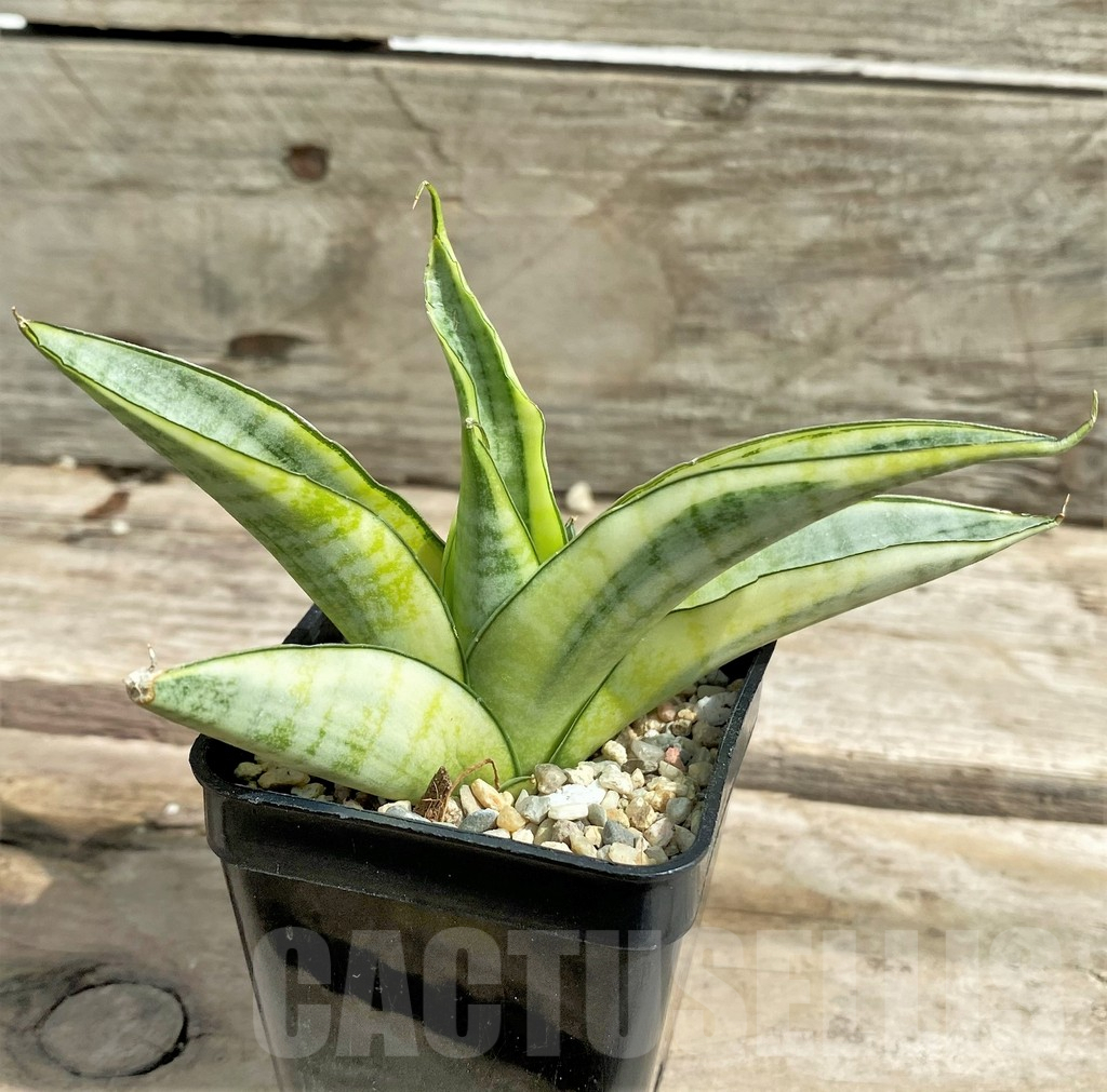 SHPR26312 Sansevieria 'Gabriella White' - immagine 2