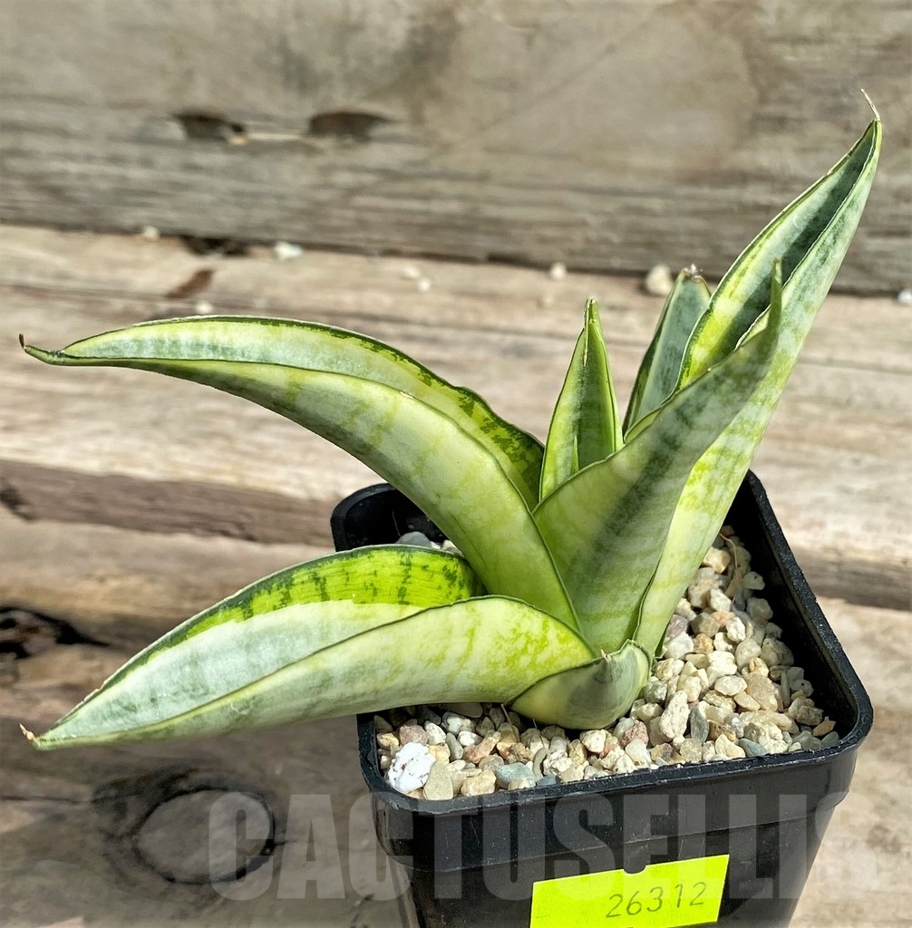 SHPR26312 Sansevieria 'Gabriella White'