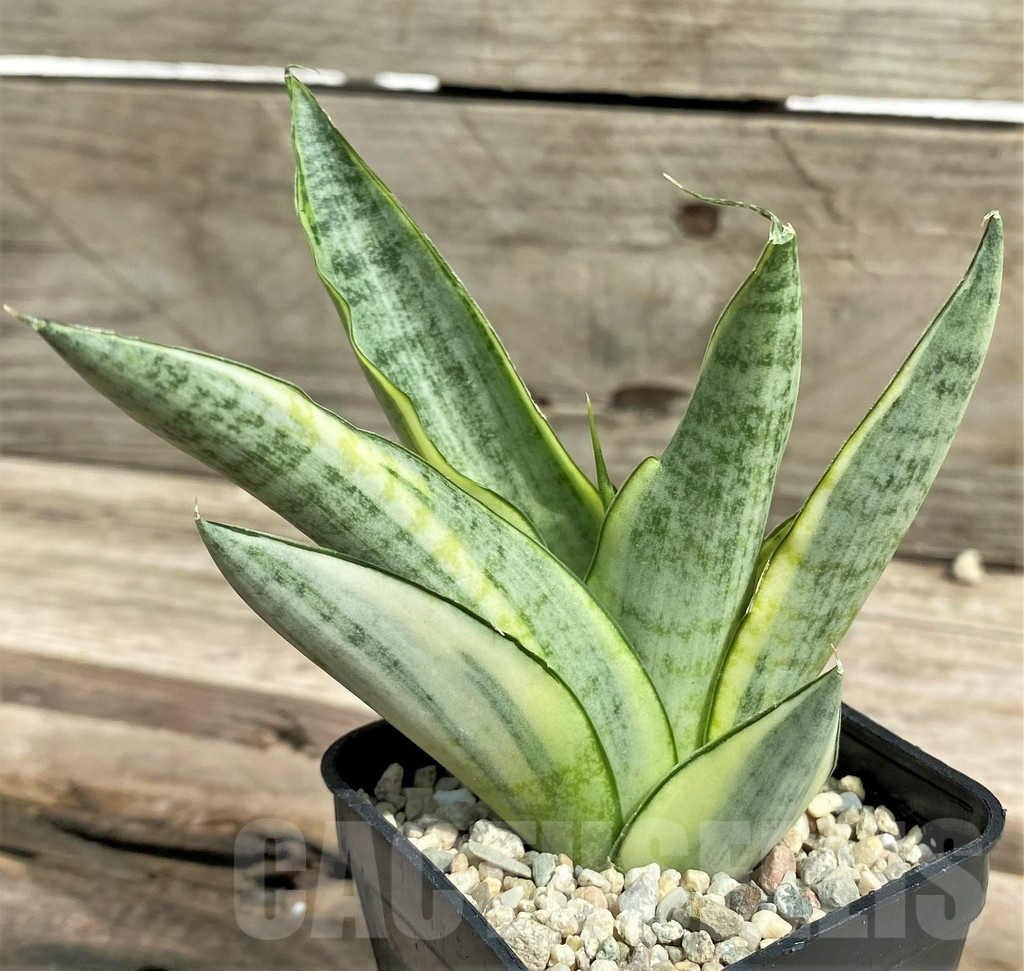 SHPR26313 Sansevieria 'Gabriella White' - immagine 2