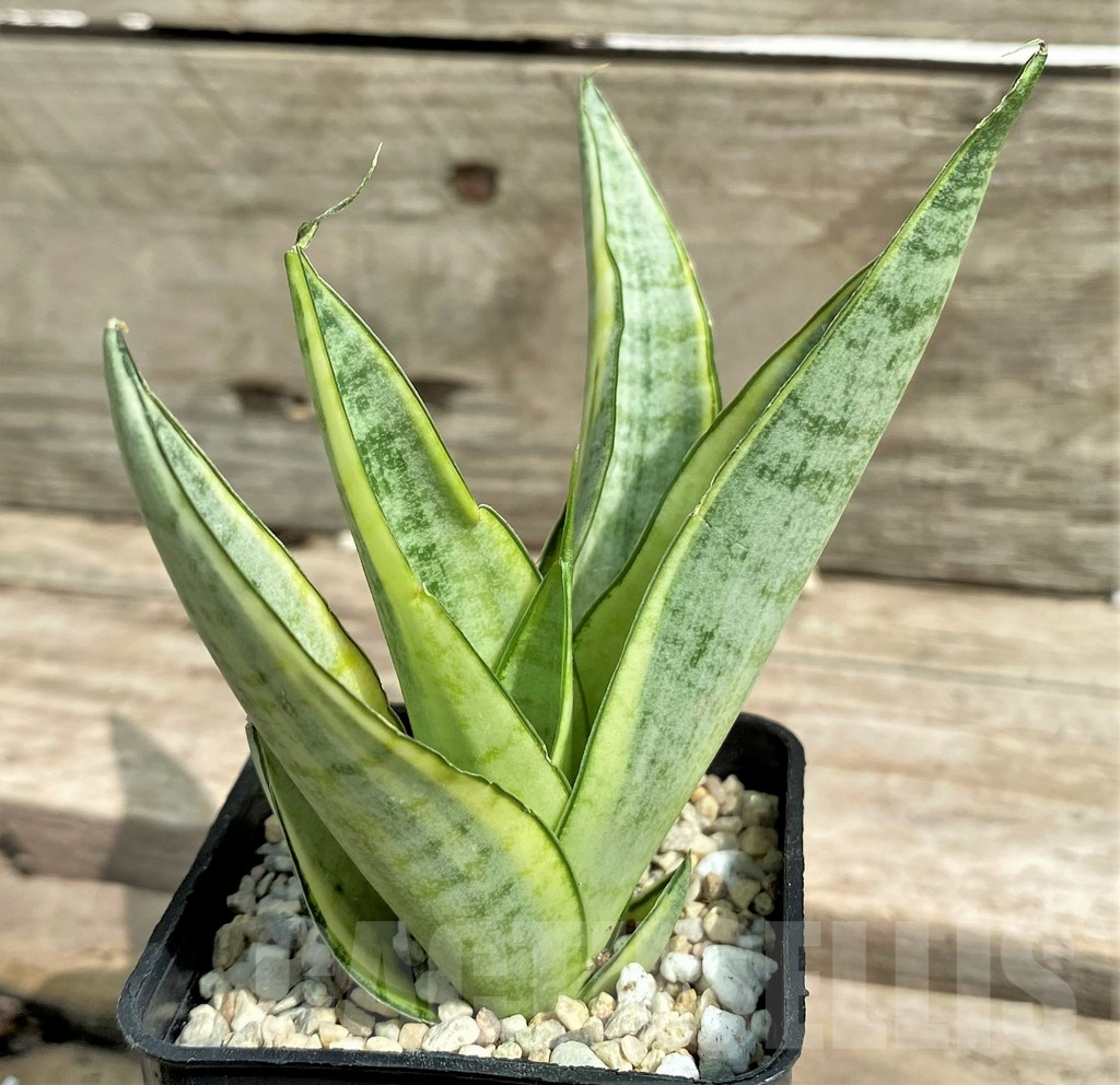 SHPR26313 Sansevieria 'Gabriella White'