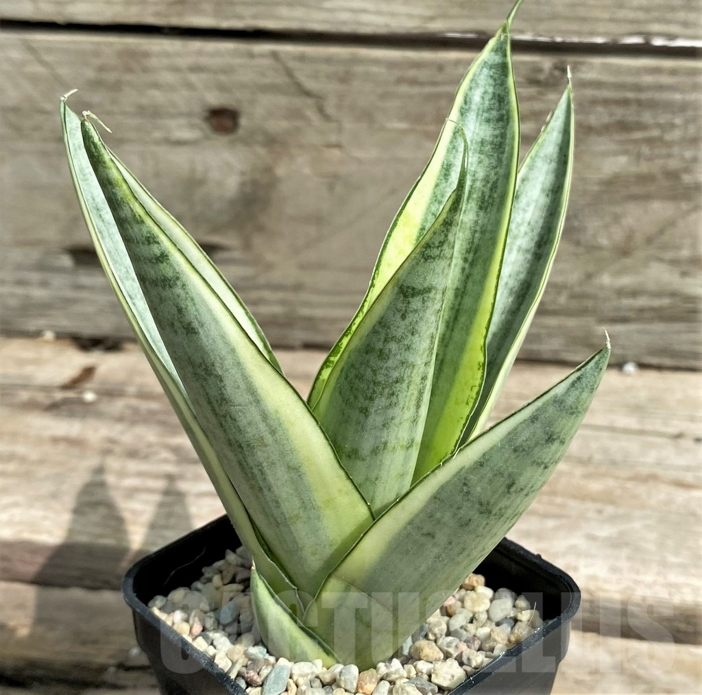 SHPR26314 Sansevieria 'Gabriella White' - immagine 2