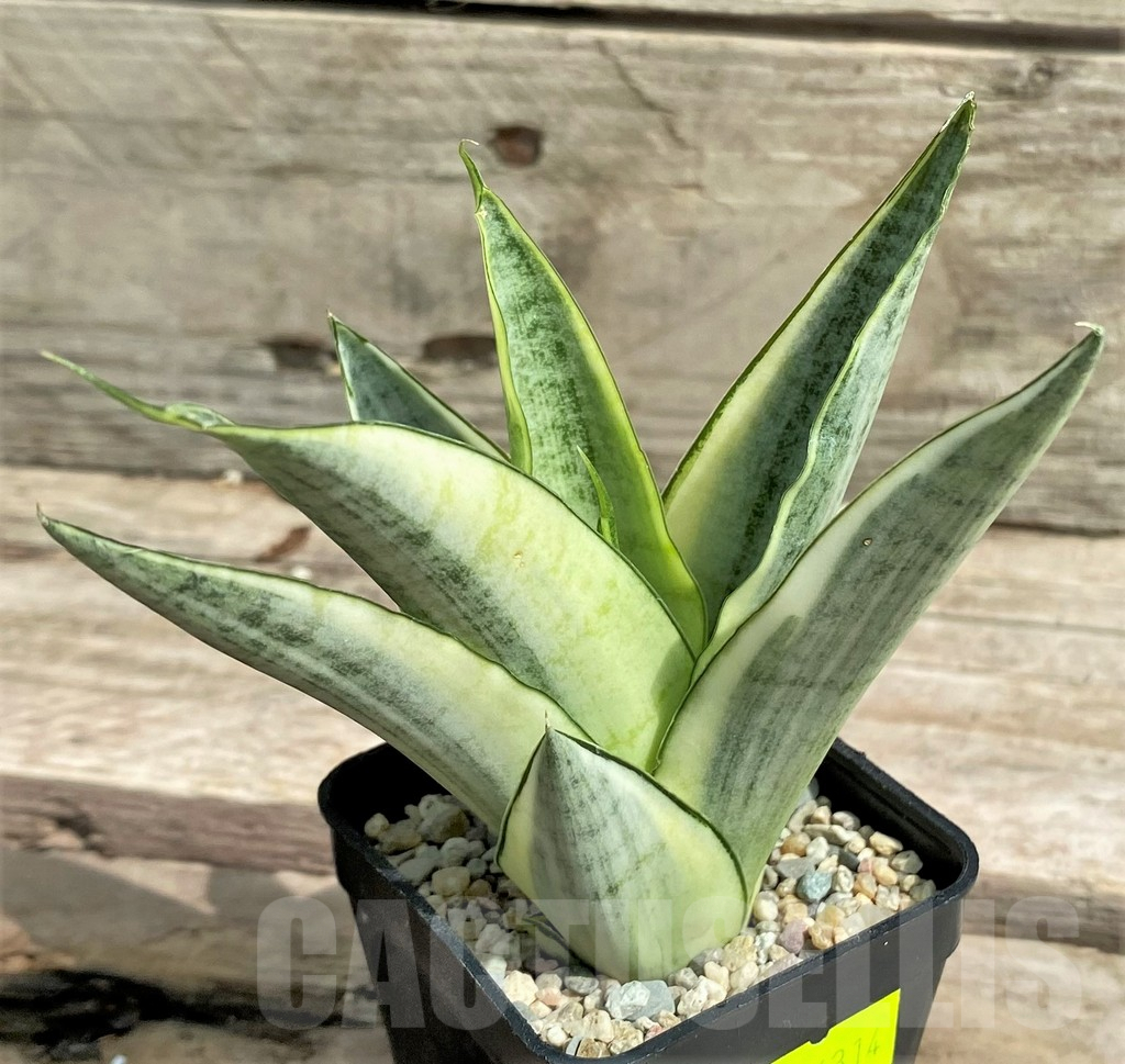 SHPR26314 Sansevieria 'Gabriella White'