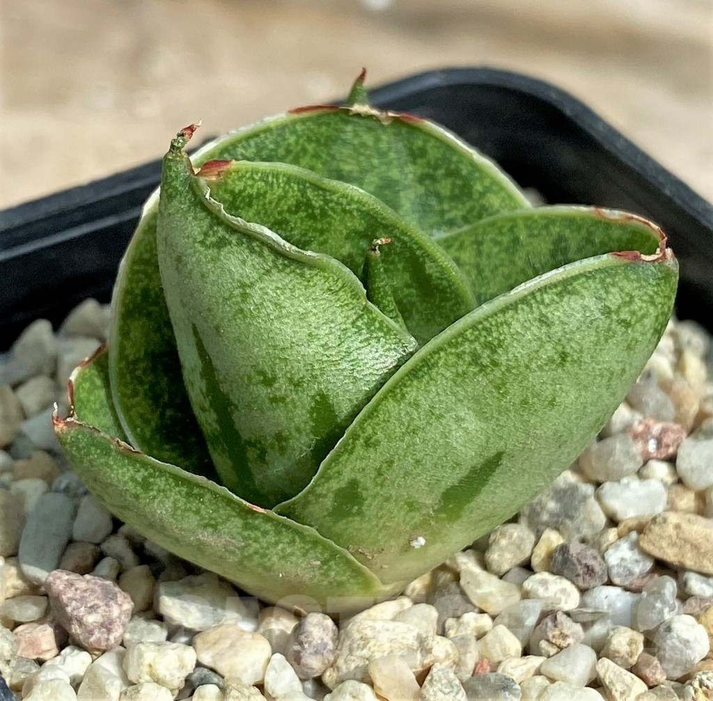 SHPR26315 Sansevieria 'Mini Rose' - 画像 (3)