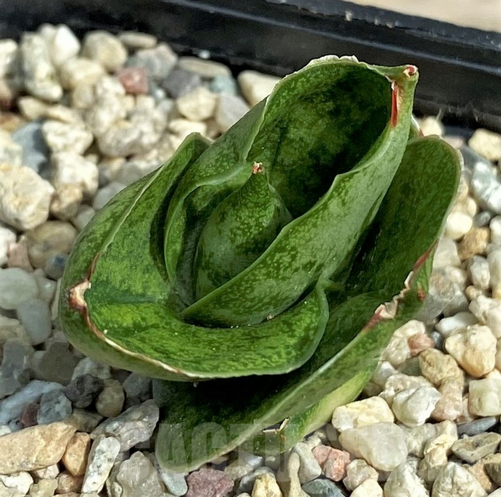 SHPR26315 Sansevieria 'Mini Rose' - 画像 (2)