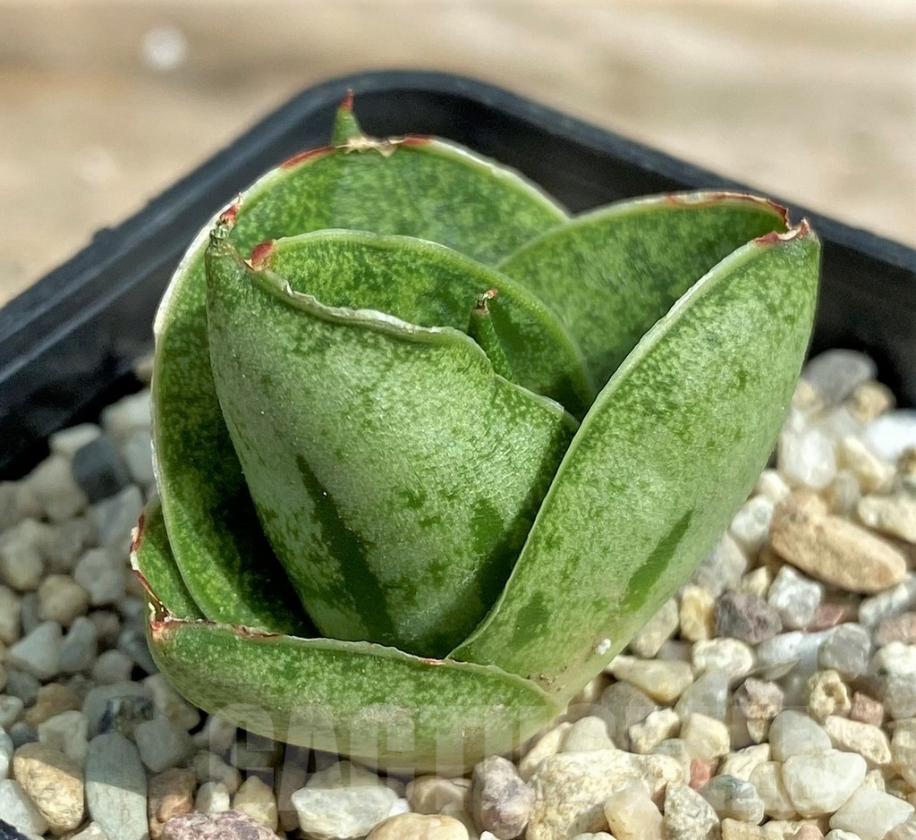 SHPR26315 Sansevieria 'Mini Rose'