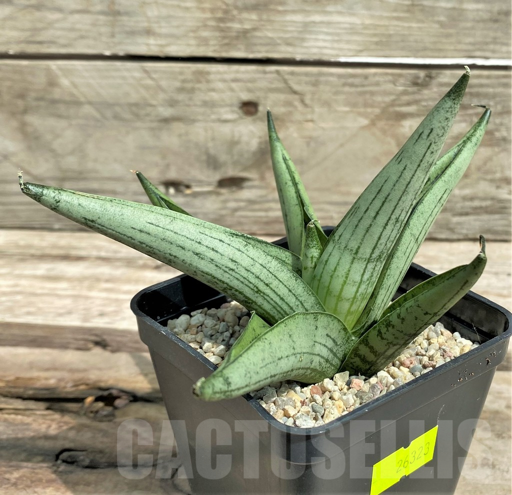 SHPR26323 Sansevieria 'Rookie'
