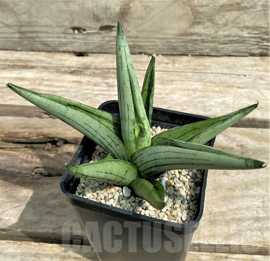 SHPR26323 Sansevieria 'Rookie' - immagine 2