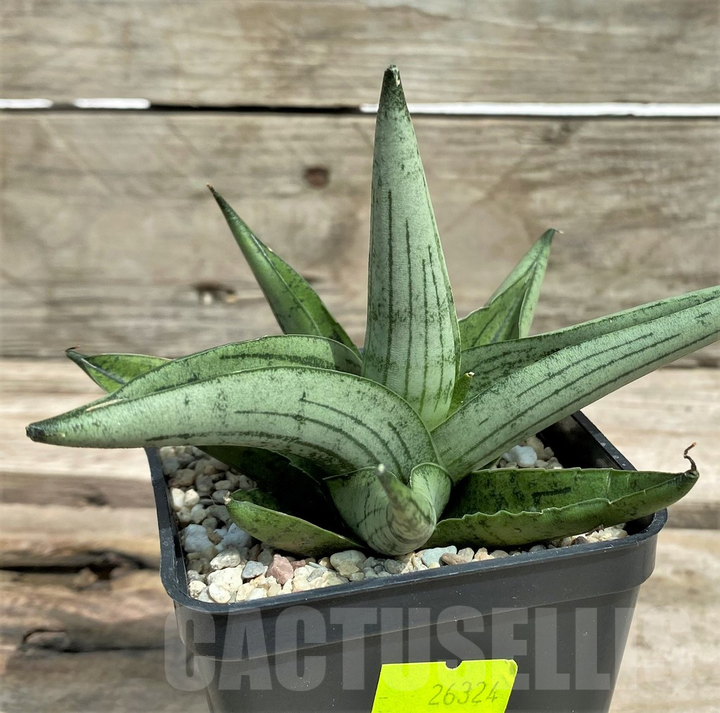 SHPR26324 Sansevieria 'Rookie'