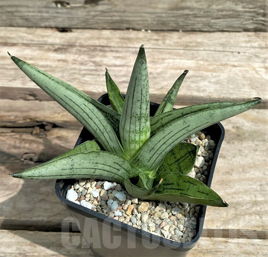 SHPR26324 Sansevieria 'Rookie' - Image 2