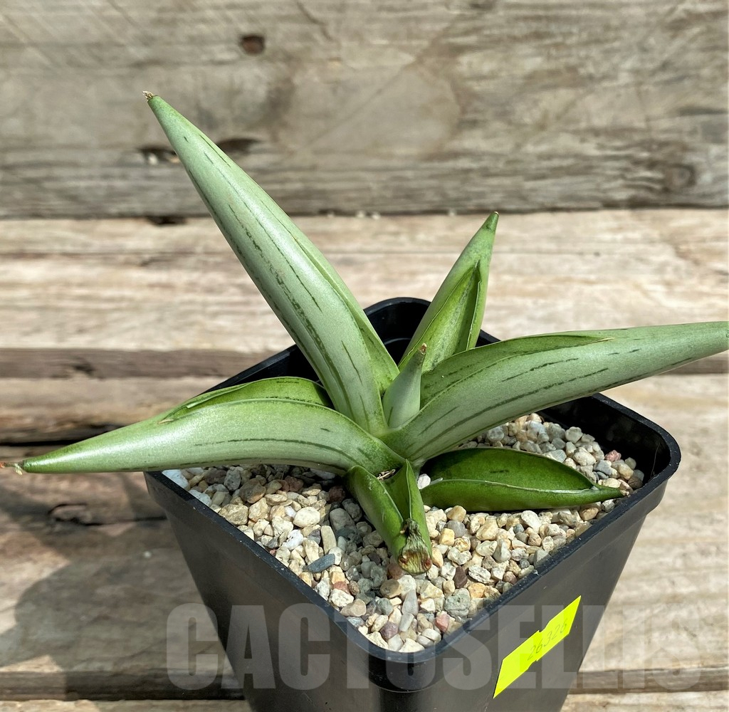 SHPR26326 Sansevieria 'Iceman' - immagine 2