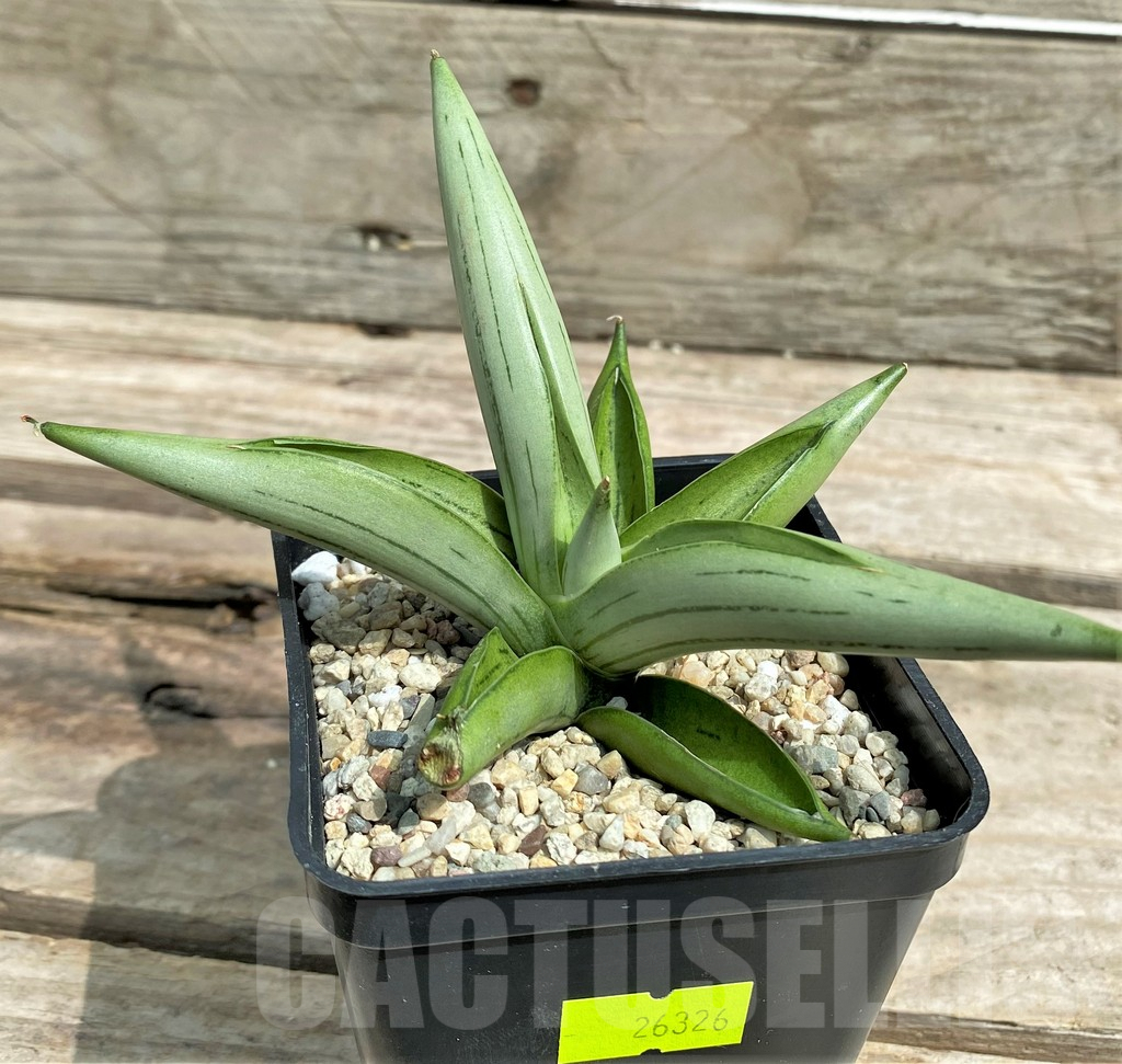 SHPR26326 Sansevieria 'Iceman'