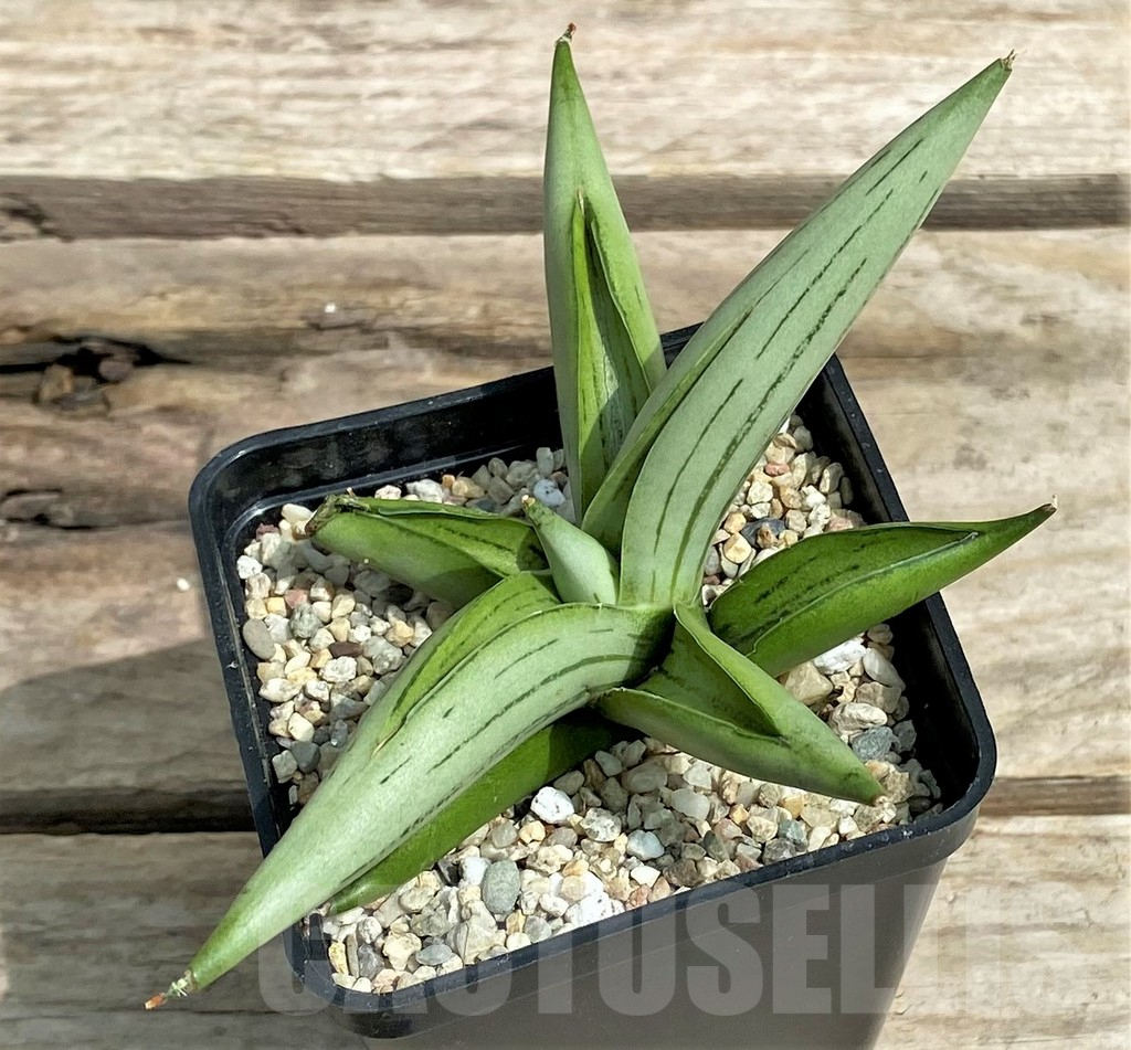 SHPR26326 Sansevieria 'Iceman' - immagine 3