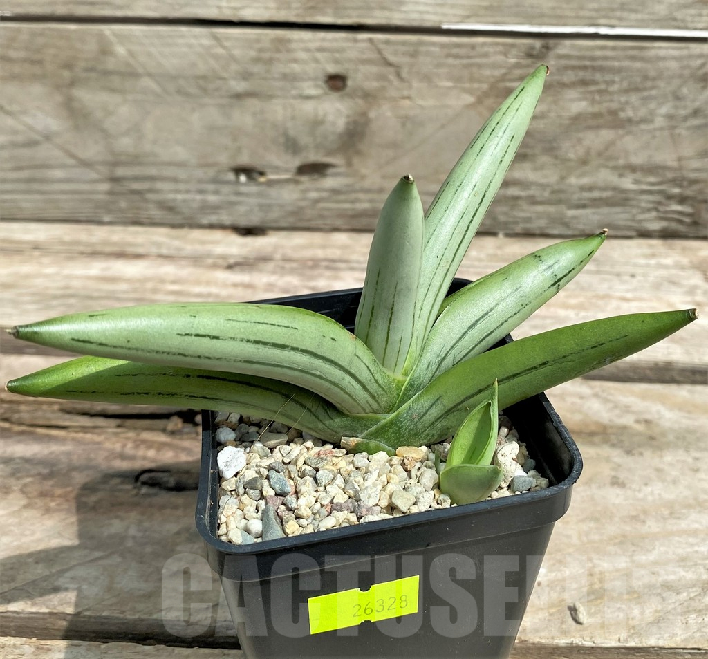 SHPR26328 Sansevieria 'Iceman' - Image 2