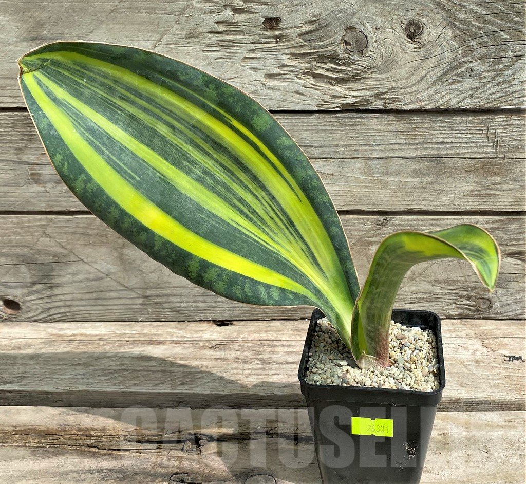 SHPR26331 Sansevieria ‘Masoniana’ f. variegata - Image 2
