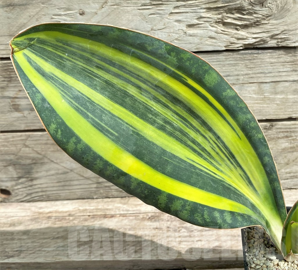 SHPR26331 Sansevieria ‘Masoniana’ f. variegata