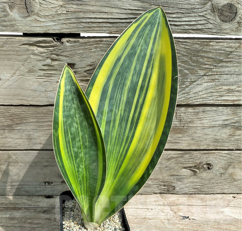 SHPR26332 Sansevieria ‘Masoniana’ f. variegata