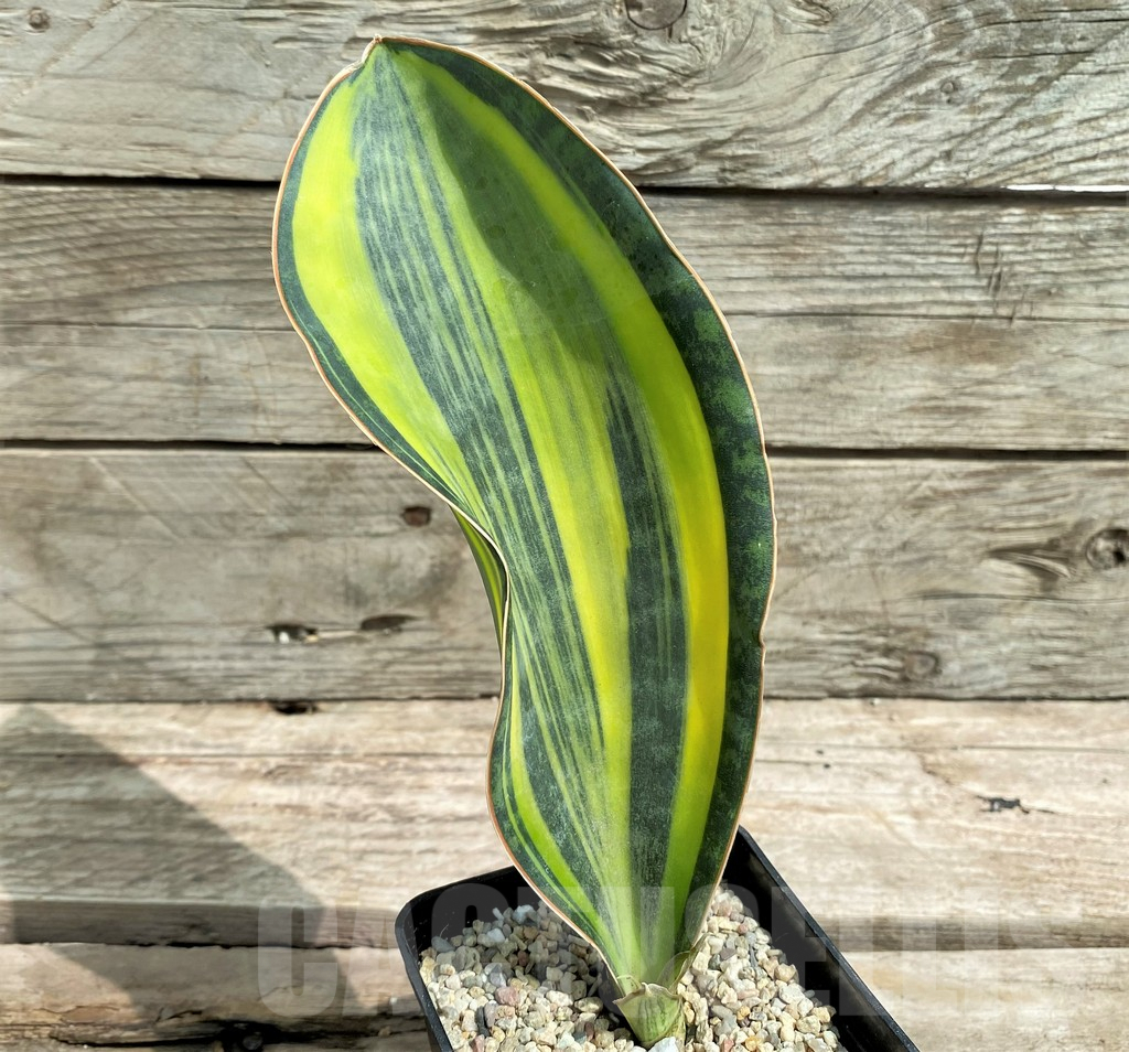 SHPR26333 Sansevieria ‘Masoniana’ f. variegata
