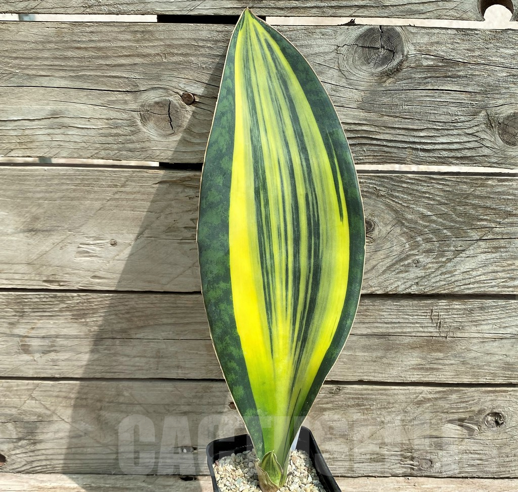 SHPR26334 Sansevieria ‘Masoniana’ f. variegata