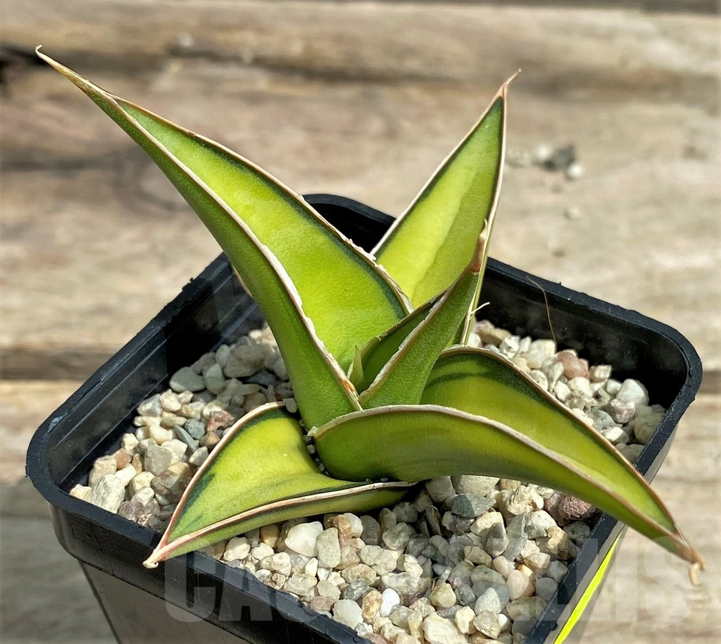 SHPR26335 Sansevieria Lav 23251