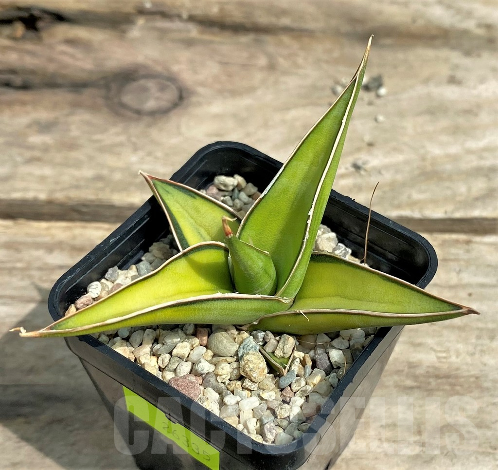 SHPR26335 Sansevieria Lav 23251 - immagine 2