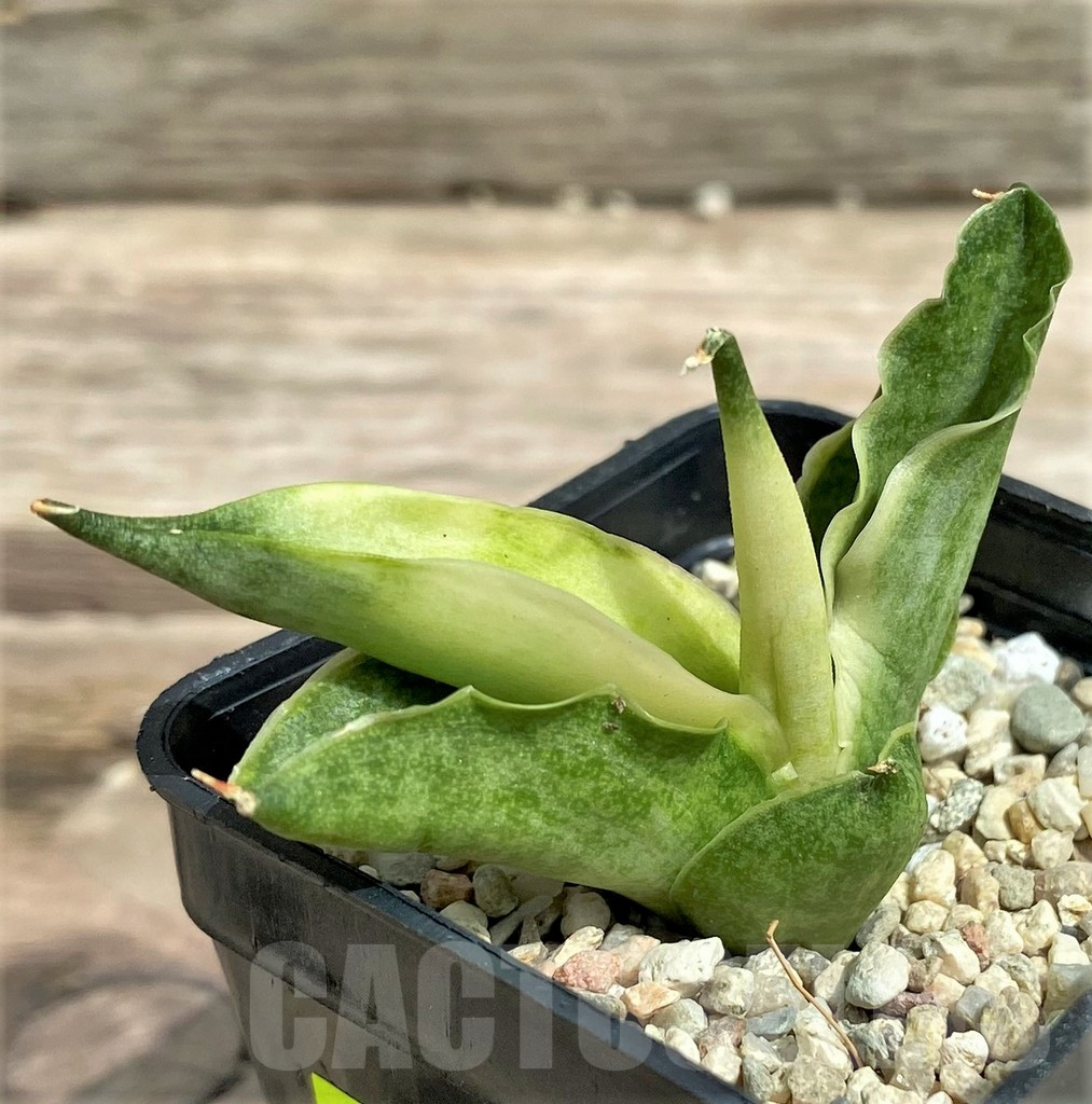SHPR26344 Sansevieria 'Boncel angel'
