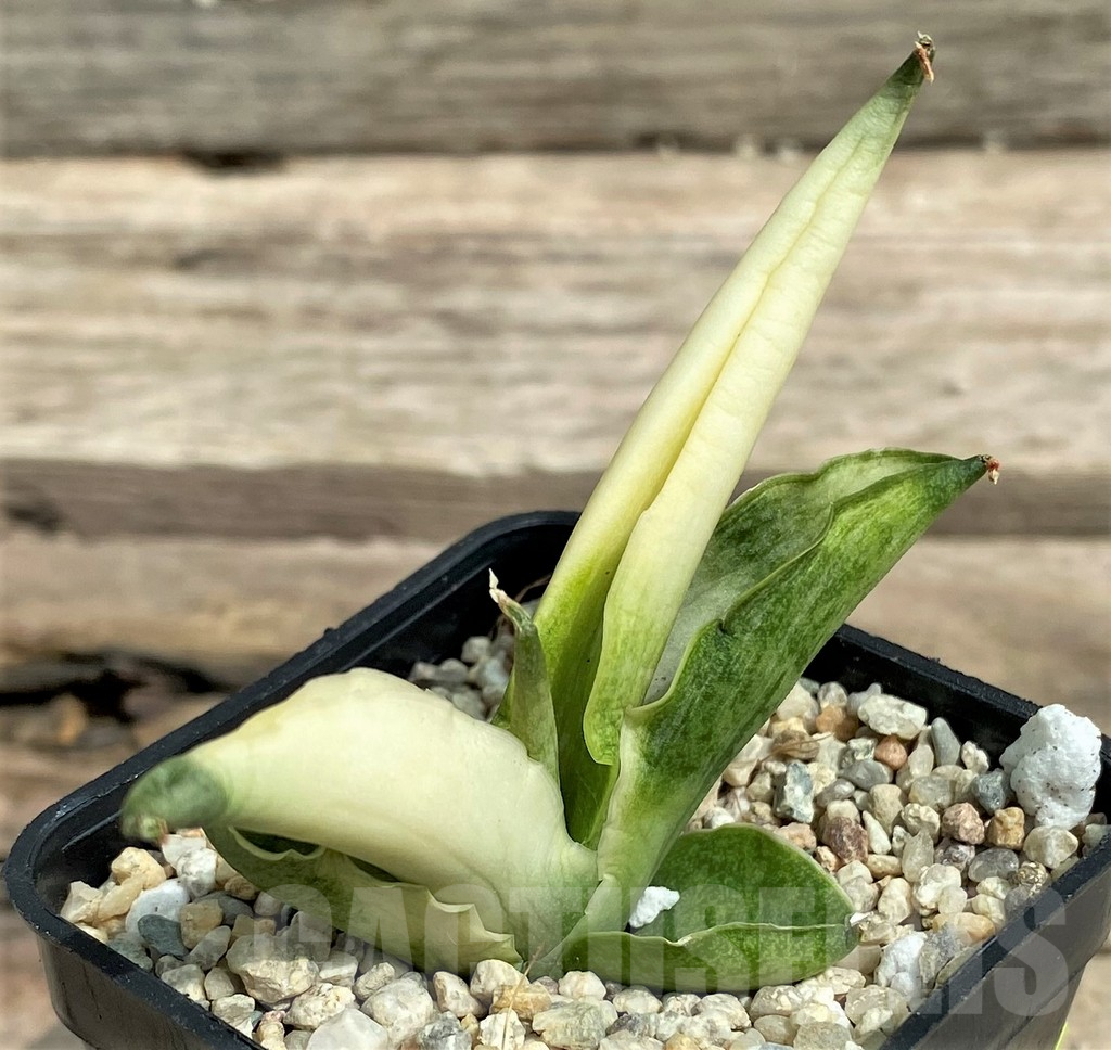 SHPR26346 Sansevieria 'Boncel angel' - Image 2