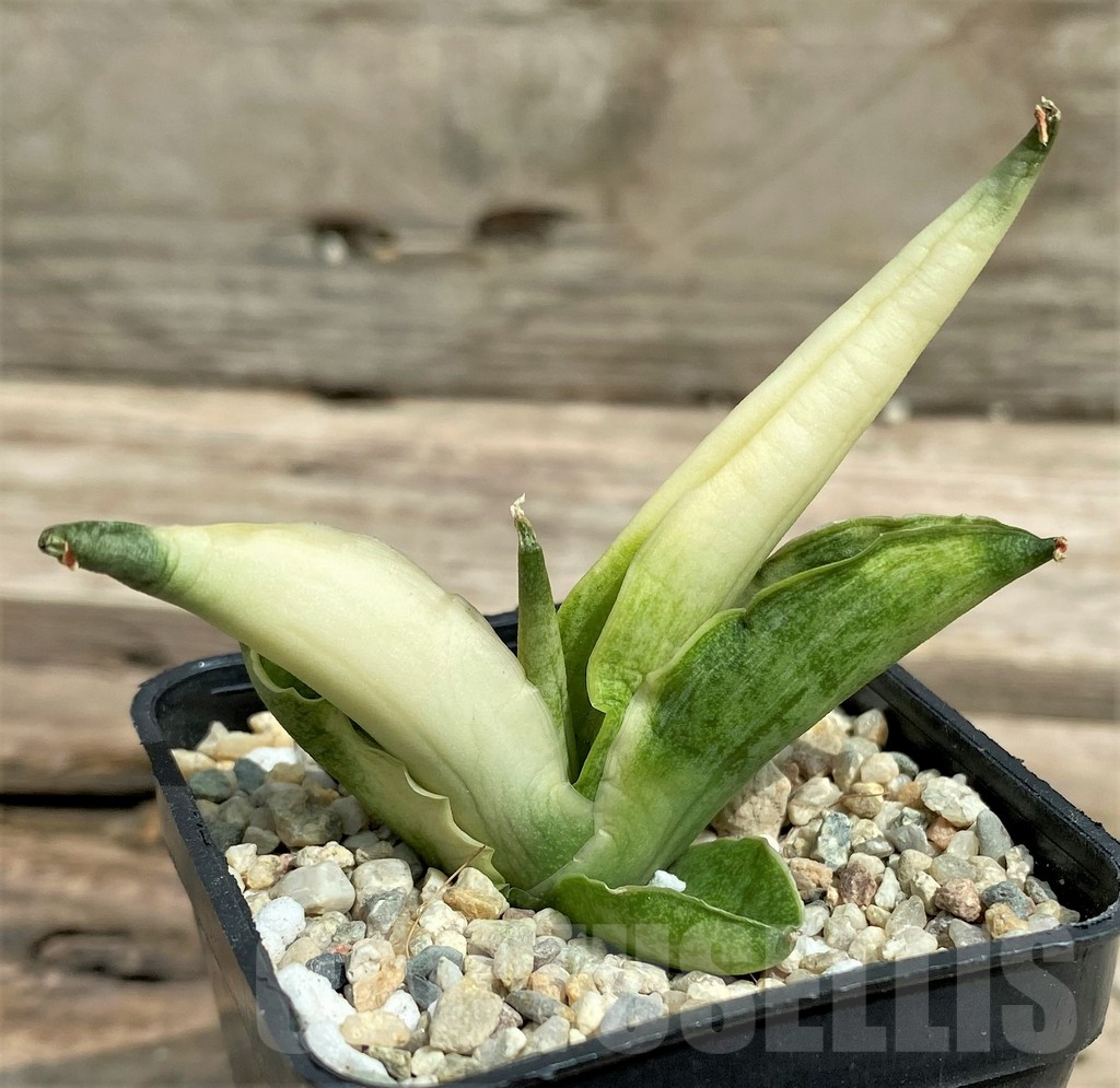 SHPR26346 Sansevieria 'Boncel angel'
