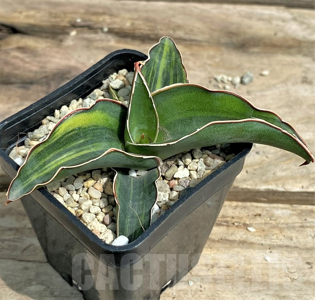 SHPR26347 Sansevieria 'Zanciberica' f. variegata - Image 2