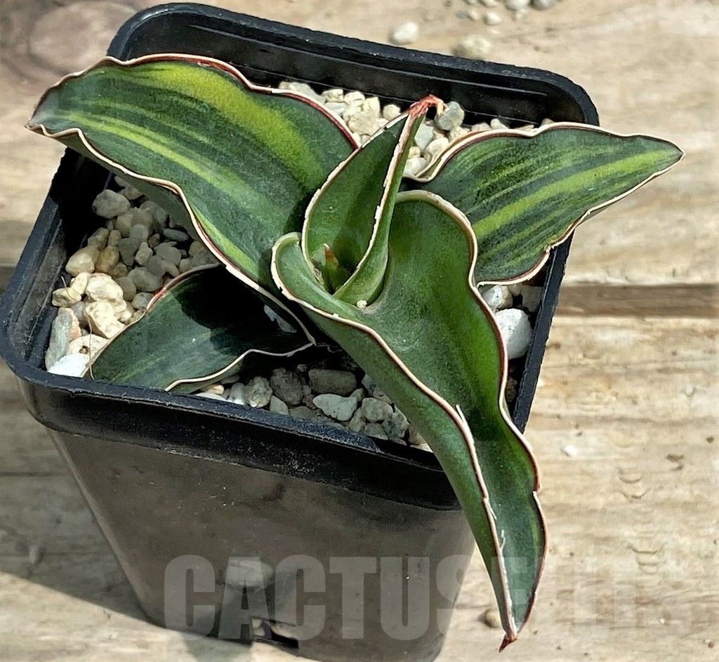 SHPR26347 Sansevieria 'Zanciberica' f. variegata