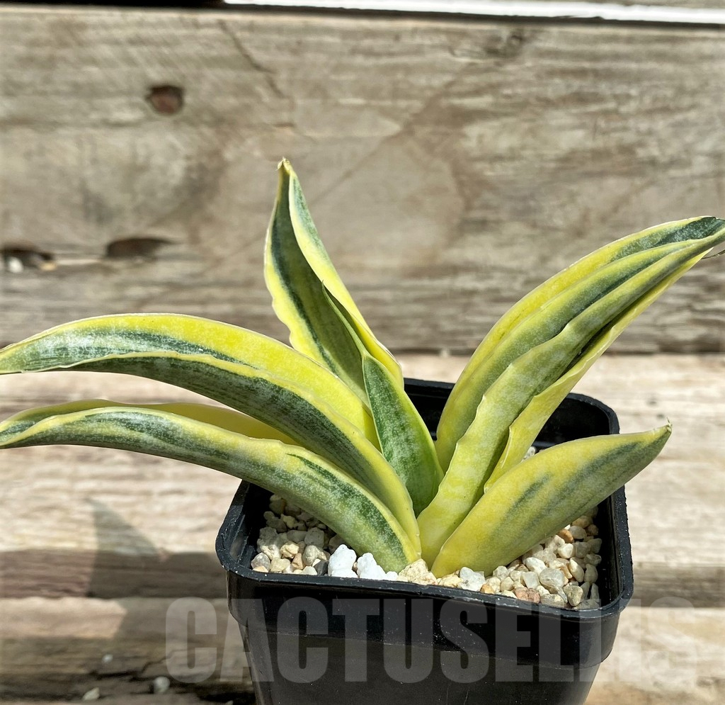 SHPR26350 Sansevieria ‘Siam Gold’ - 画像 (2)