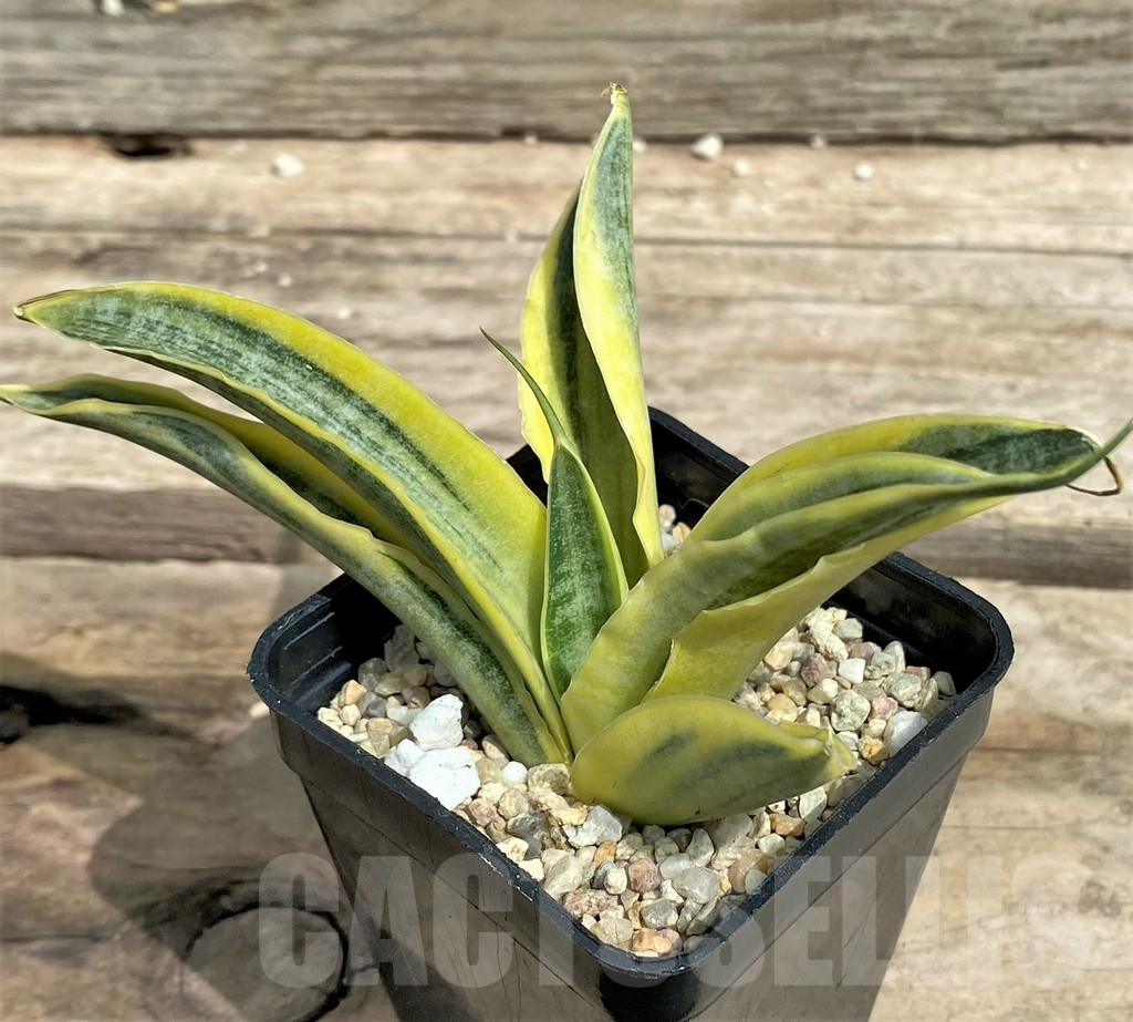 SHPR26350 Sansevieria ‘Siam Gold’
