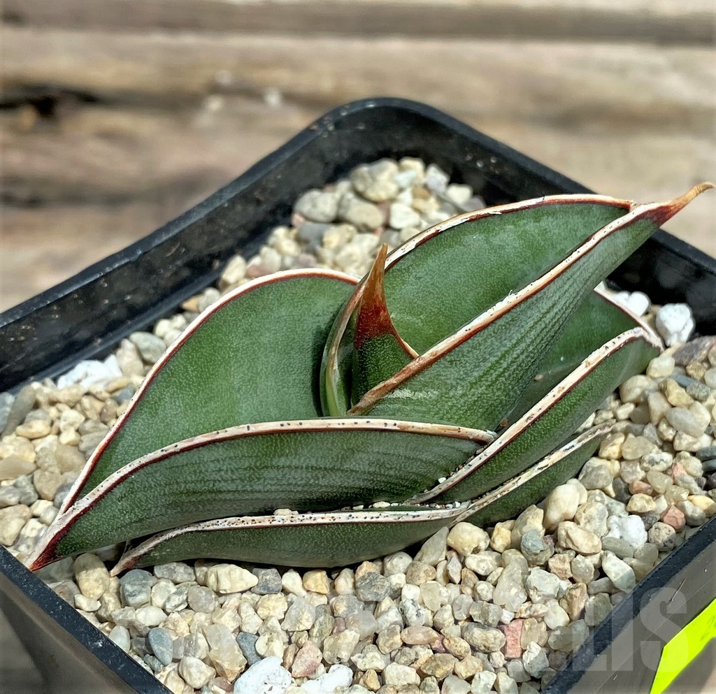 SHPR26351 Sansevieria 'Rorida' - Image 2
