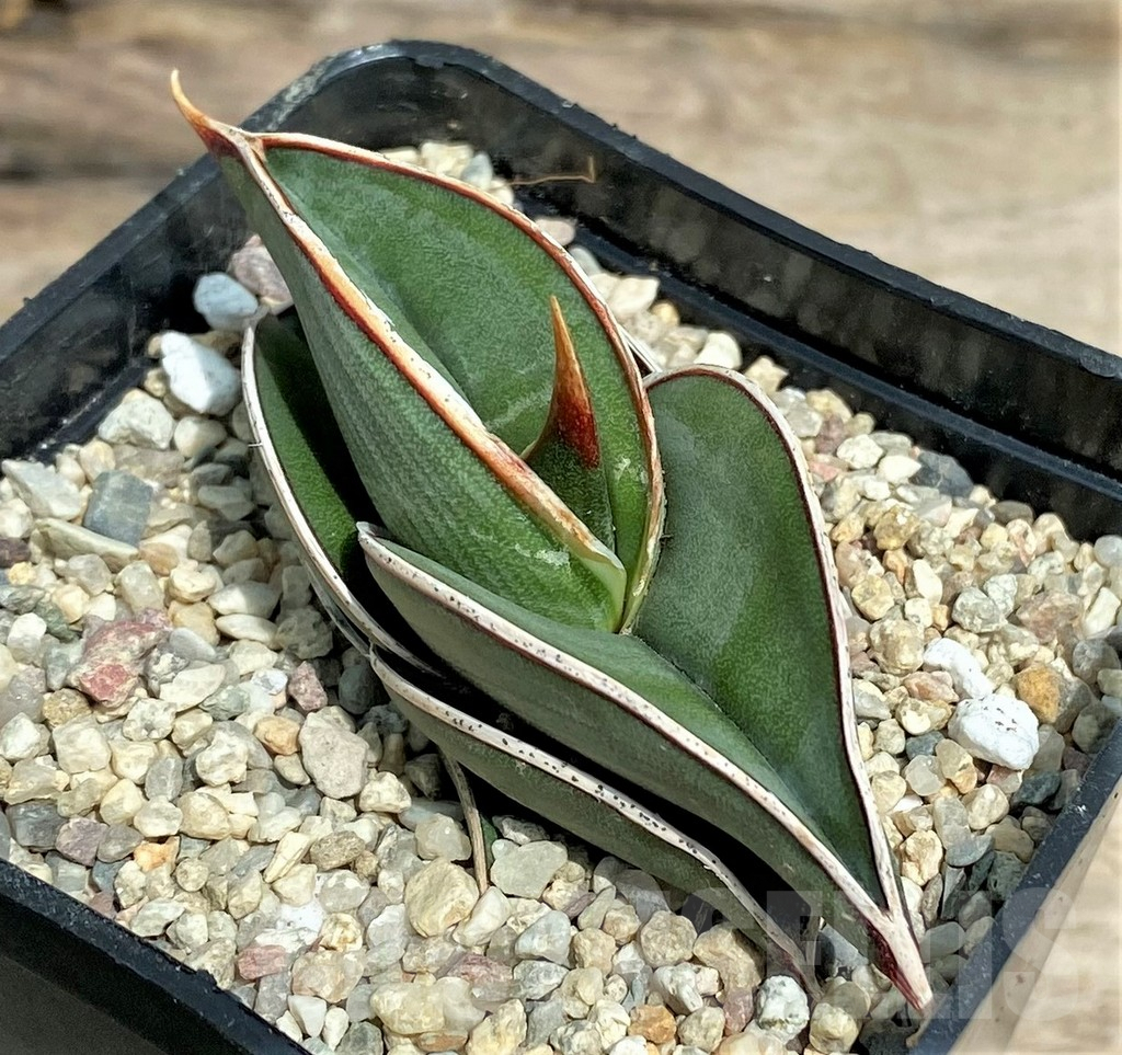 SHPR26351 Sansevieria 'Rorida'