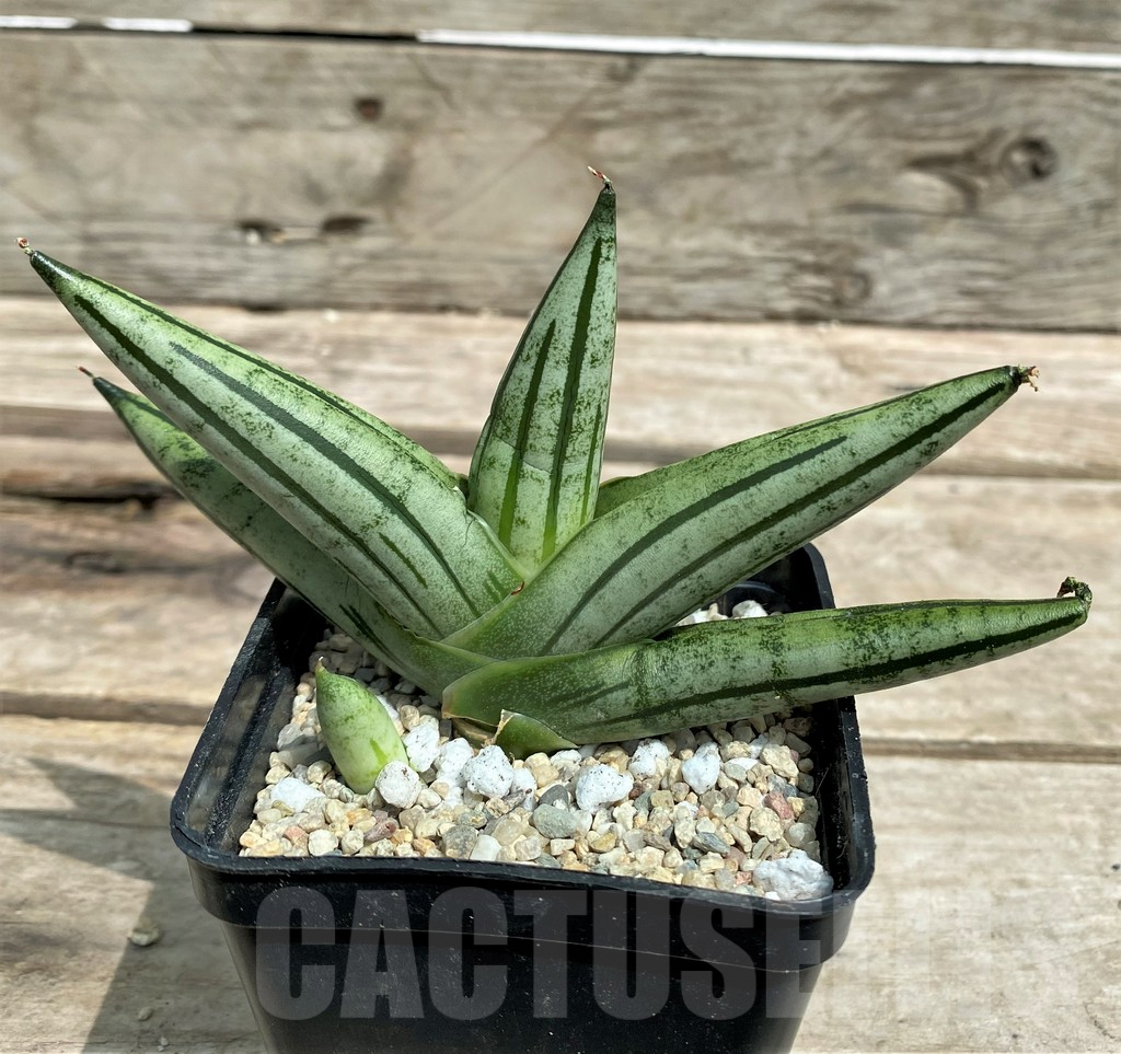 SHPR26352 Sansevieria 'Fatman' - Image 2