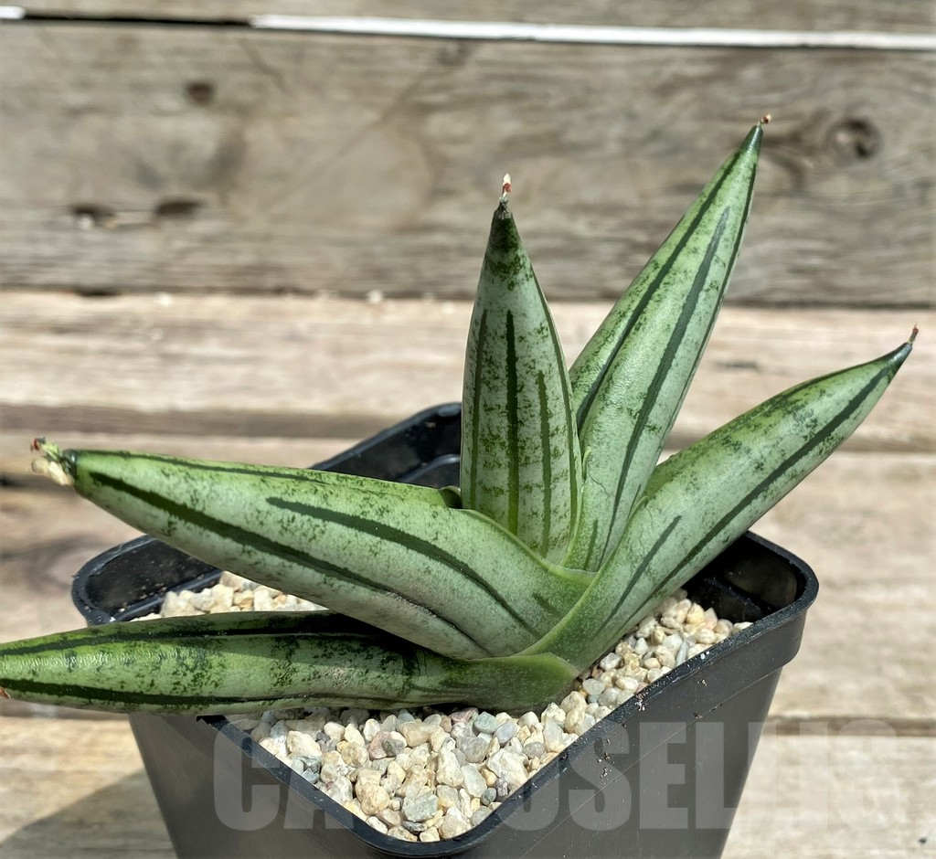 SHPR26352 Sansevieria 'Fatman'