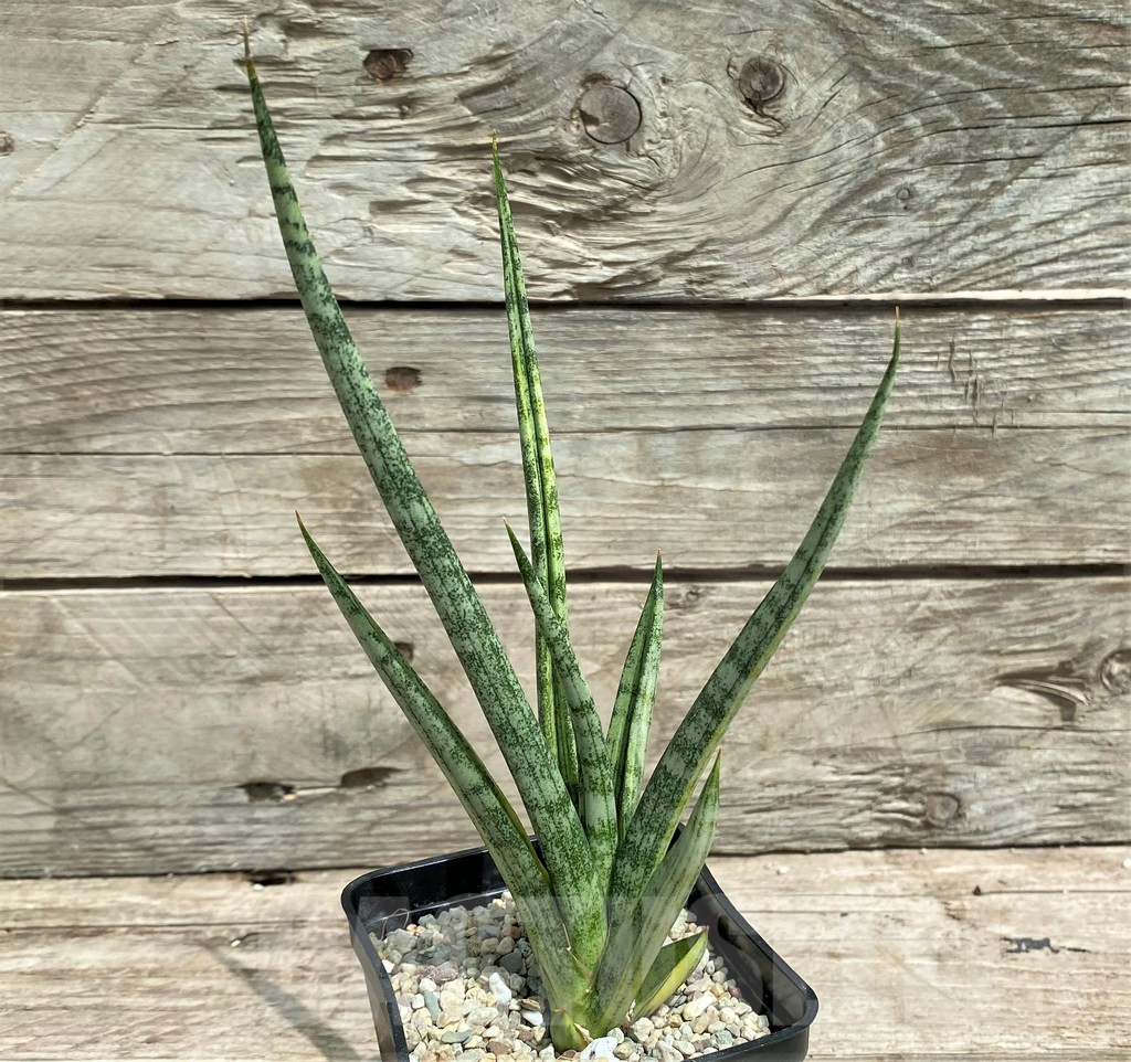 SHPR26354 Sansevieria 'Bunlue Torch' f. variegata - Image 2