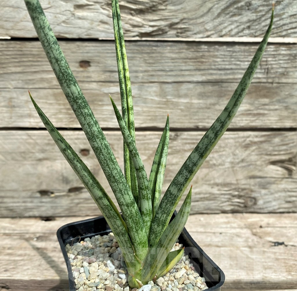 SHPR26354 Sansevieria 'Bunlue Torch' f. variegata