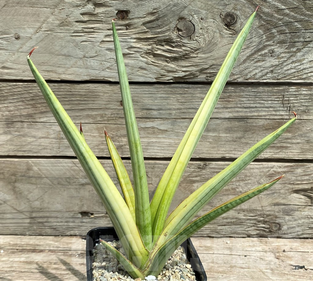 SHPR26355 Sansevieria 'Royal Crown' f. variegata