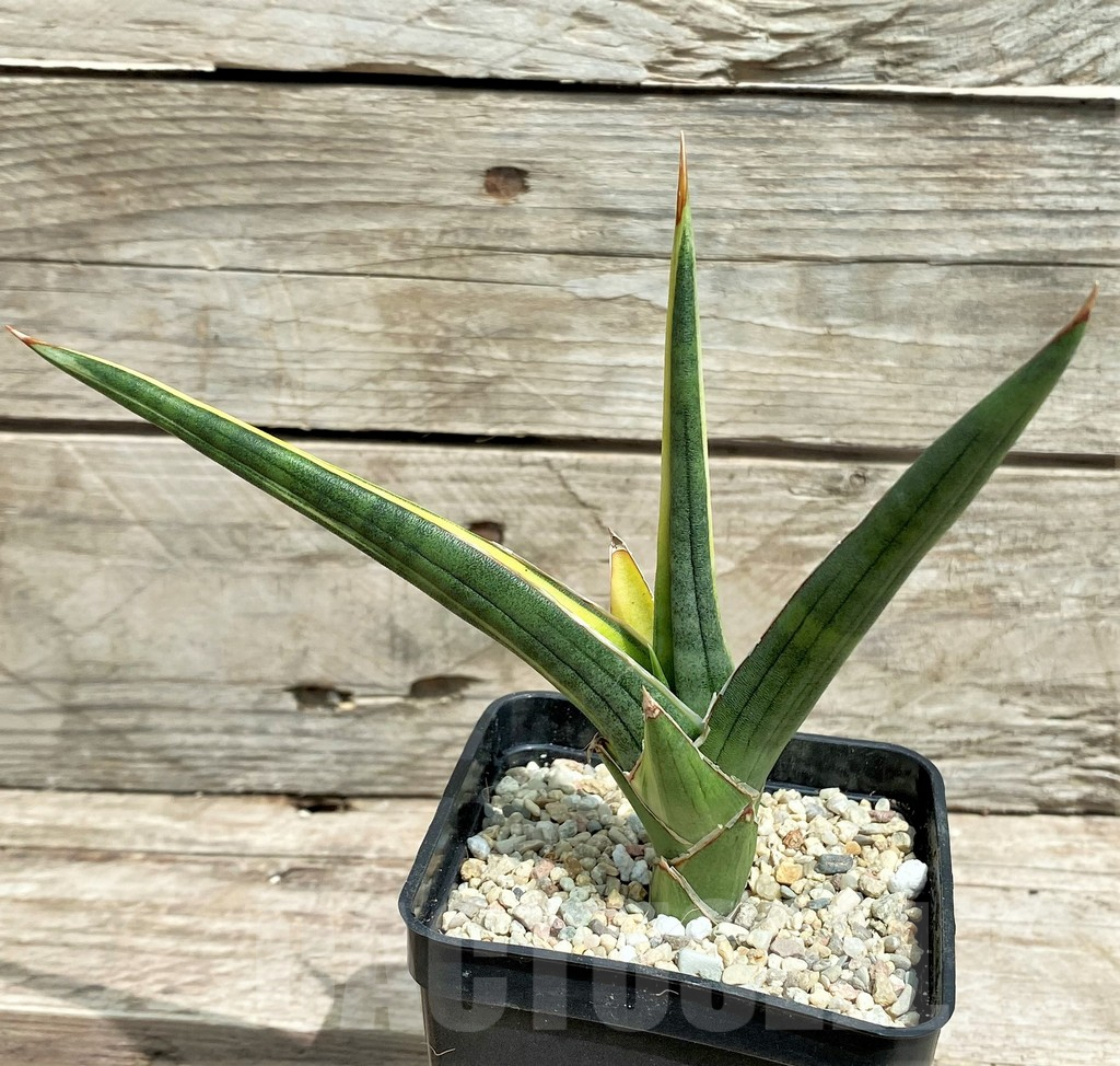 SHPR26356 Sansevieria downsii f. variegata – Image 2