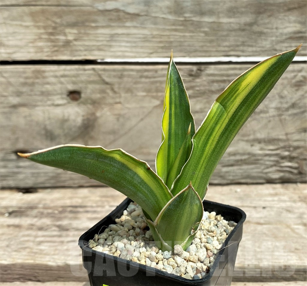 SHPR26358 Sansevieria 'Arborescens' f. variegata - immagine 2