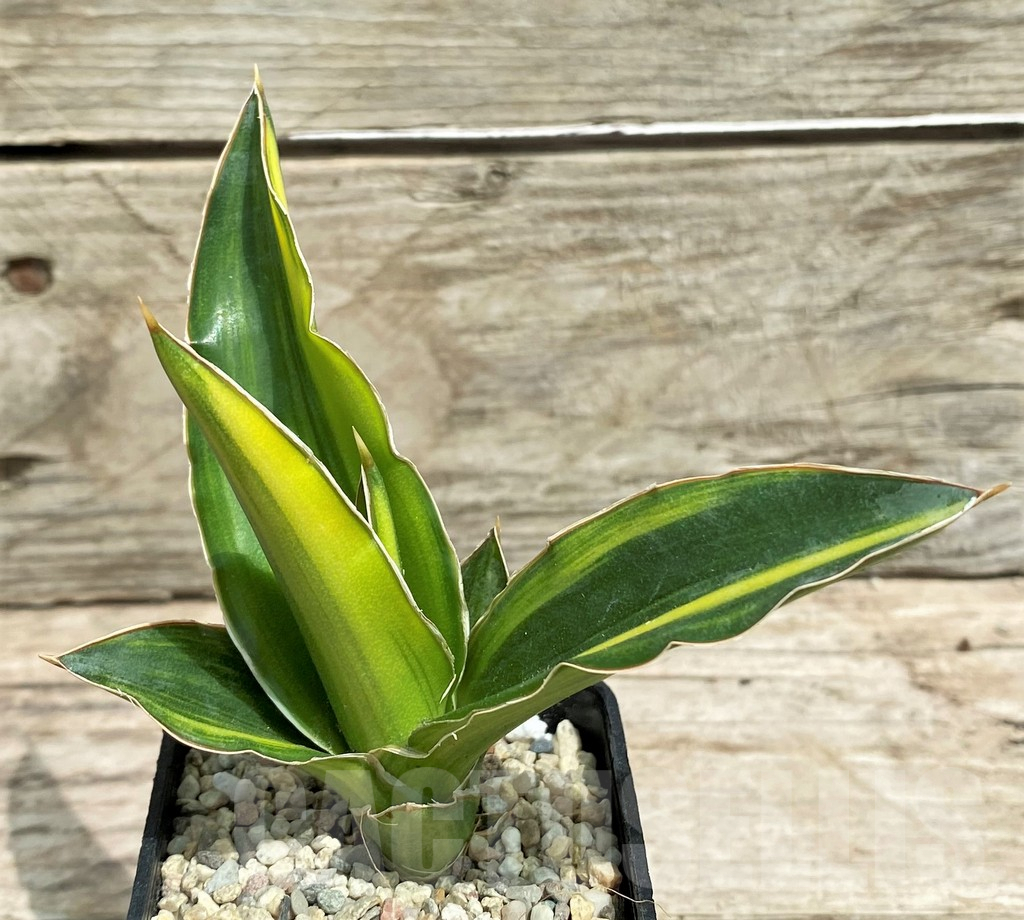 SHPR26358 Sansevieria 'Arborescens' f. variegata