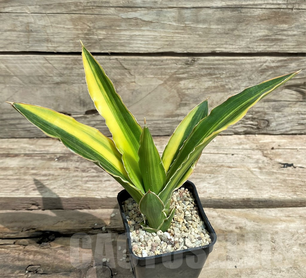 SHPR26360 Sansevieria 'Arborescens' f. variegata - immagine 2