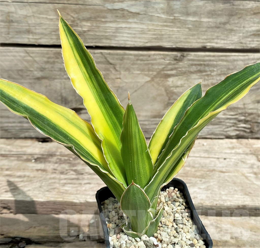 SHPR26360 Sansevieria 'Arborescens' f. variegata