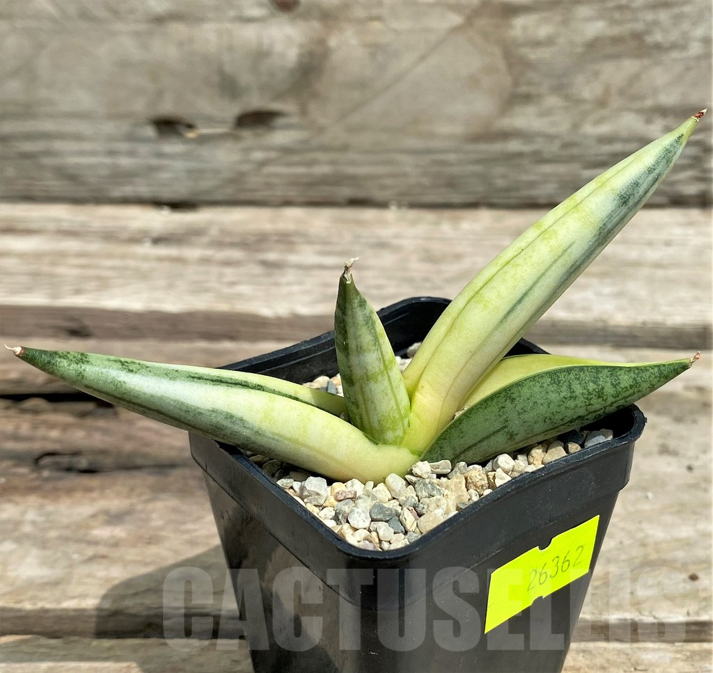 SHPR26362 Sansevieria 'Boncel' f. variegata