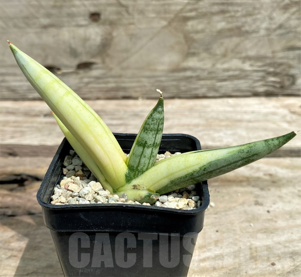 SHPR26362 Sansevieria 'Boncel' f. variegata – Bild 2