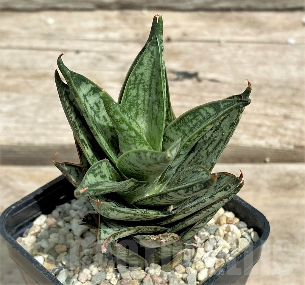 SHPR26363 Sansevieria 'Margarita'