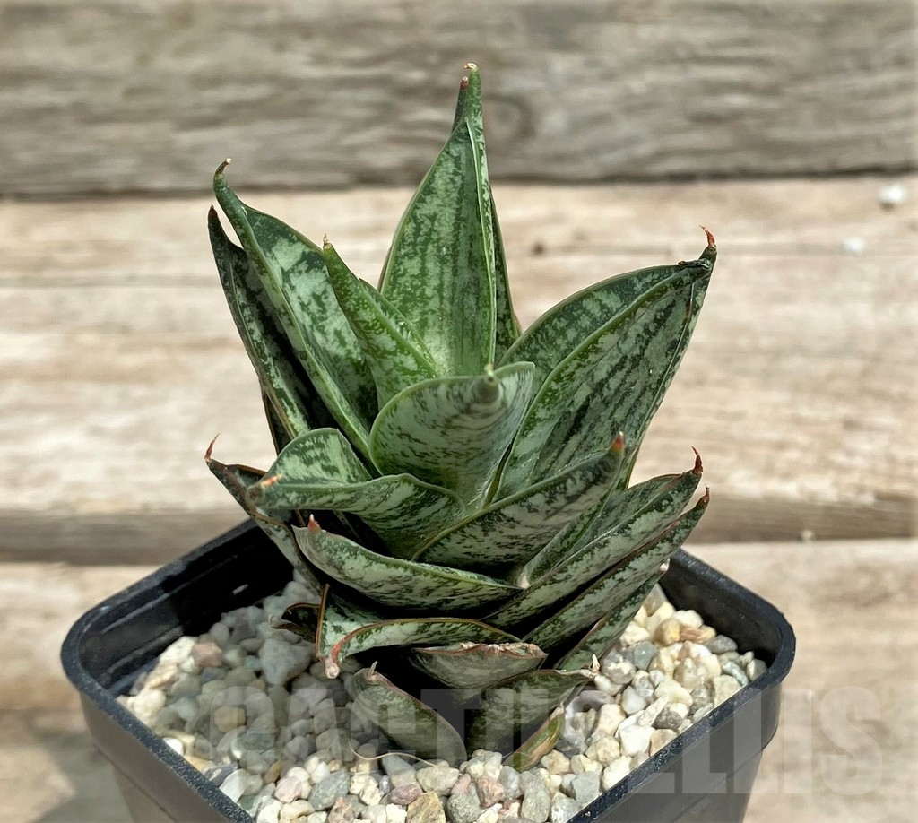 SHPR26363 Sansevieria 'Margarita' - 画像 (2)