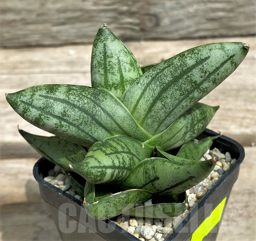 SHPR26364 Sansevieria 'Manee'