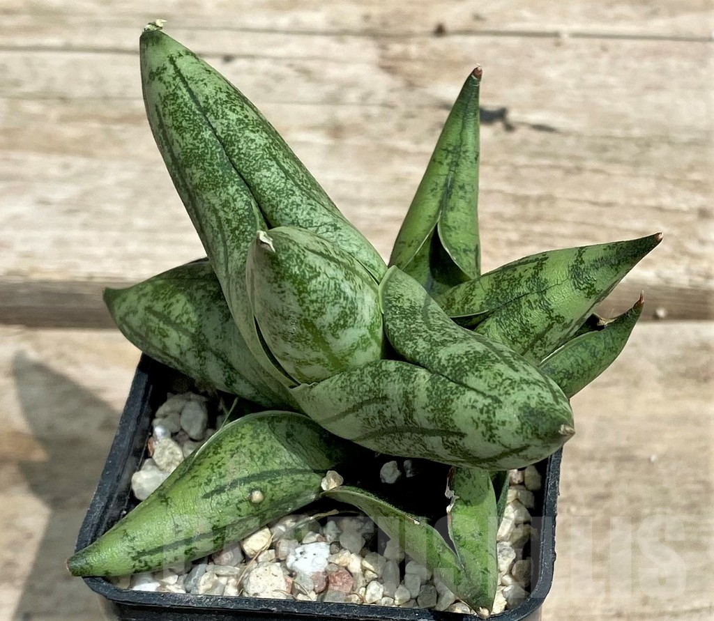 SHPR26364 Sansevieria 'Manee' – Image 2